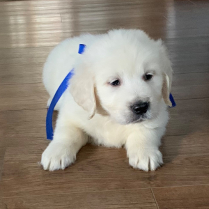 Golden Retriever Puppy Lil Man
