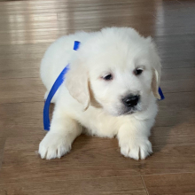 Golden Retriever Puppy Lil Man