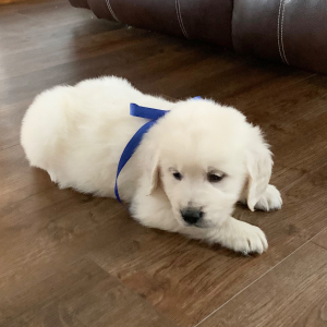 Golden Retriever Puppy Lil Man