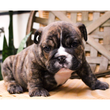 Bulldog Puppy Zack