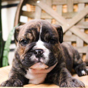 Bulldog Puppy Zack