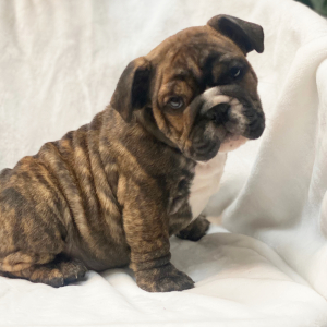 Bulldog Puppy Zack