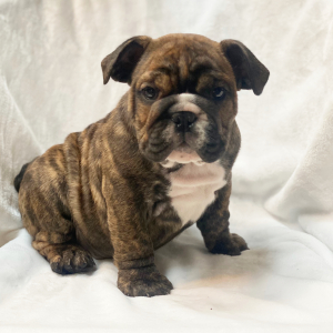 Bulldog Puppy Zack