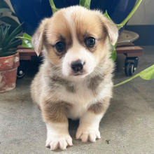Pembroke Welsh Corgi Puppy Flora