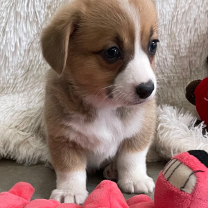 Pembroke Welsh Corgi Puppy Flora