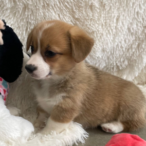 Pembroke Welsh Corgi Puppy Flora