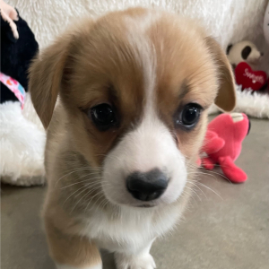 Pembroke Welsh Corgi Puppy Flora