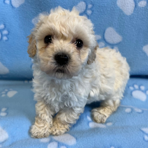 Bichonpoo Puppy Frost