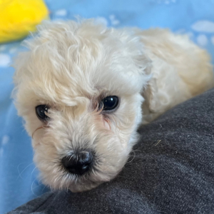 Bichonpoo Puppy Frost