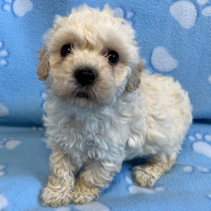 Bichonpoo Puppy Frost