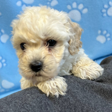Bichonpoo Puppy Frost