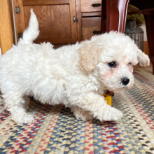 Bichonpoo Puppy Frost