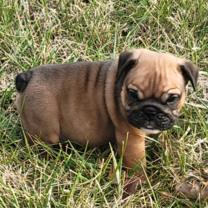 Bulldog Puppy Bear