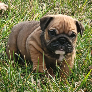 Bulldog Puppy Bear