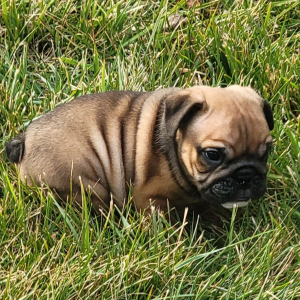 Bulldog Puppy Bear
