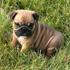 Bulldog Puppy Bear