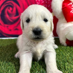 Golden Retriever Puppy Julie