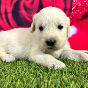 Golden Retriever Puppy Julie