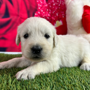Golden Retriever Puppy Julie