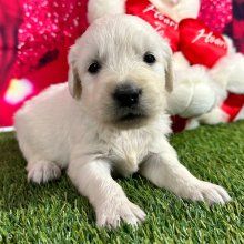 Golden Retriever Puppy Julie