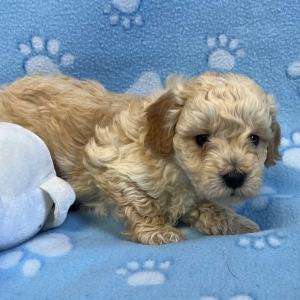 Bichonpoo Puppy Matt