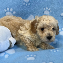 Bichonpoo Puppy Matt