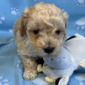 Bichonpoo Puppy Matt
