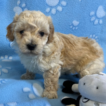 Bichonpoo Puppy Matt