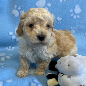 Bichonpoo Puppy Matt