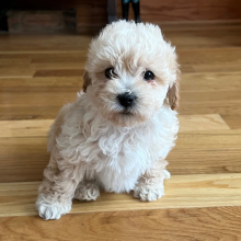 Bichonpoo Puppy Matt