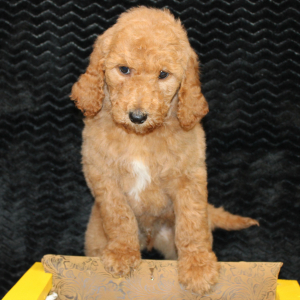 Goldendoodle Puppy Calvin