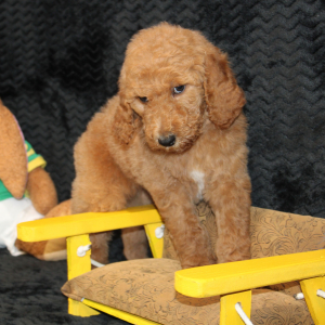 Goldendoodle Puppy Calvin