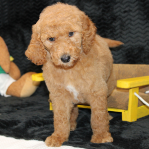 Goldendoodle Puppy Calvin