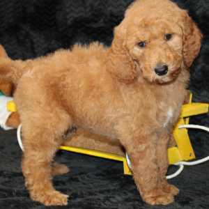 Goldendoodle Puppy Calvin