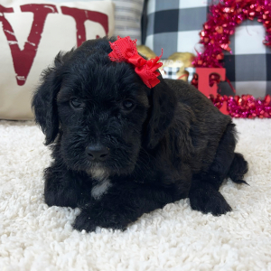 Goldendoodle Puppy Willa