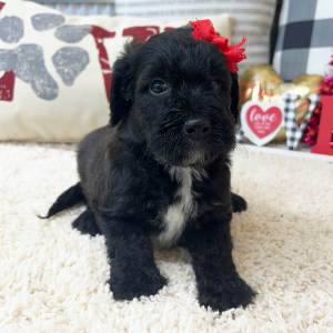 Goldendoodle Puppy Willa