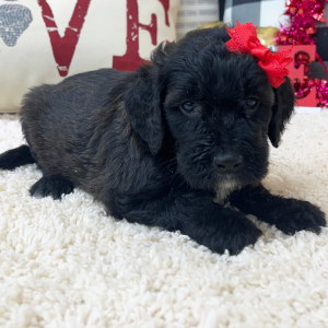 Goldendoodle Puppy Willa