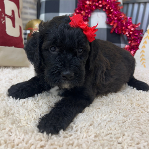 Goldendoodle Puppy Willa