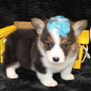 American Corgi Puppy Daisy
