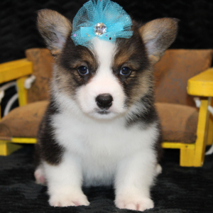American Corgi Puppy Daisy