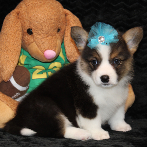 American Corgi Puppy Daisy