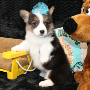 American Corgi Puppy Daisy