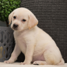 Labrador Retriever Puppy Falcon