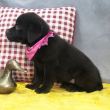 Labrador Retriever Puppy Pickles