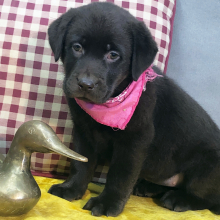 Labrador Retriever Puppy Pickles