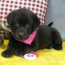 Labrador Retriever Puppy Pickles