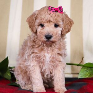 Bichonpoo Puppy Taylor