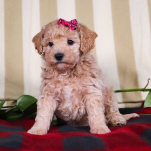 Bichonpoo Puppy Taylor