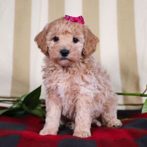 Bichonpoo Puppy Taylor