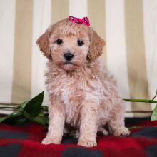 Bichonpoo Puppy Taylor